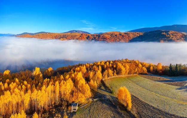 Autumn forest at dawn with low clouds.