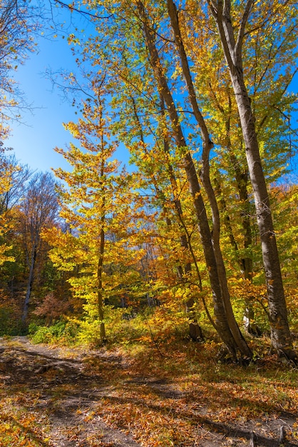 Autumn forest dry yellow leaves