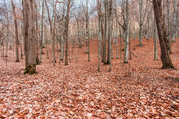 Autumn forest and fallen dry red leaves on ground