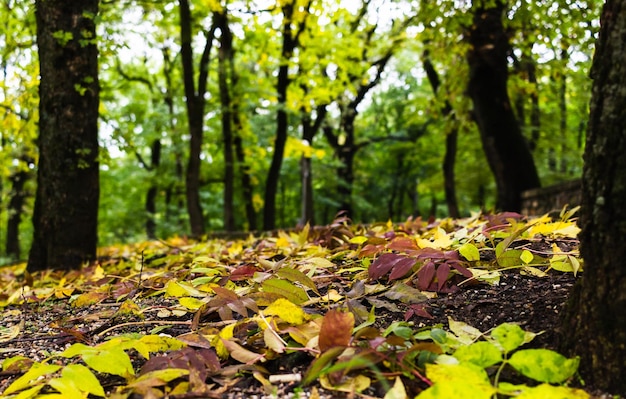 Photo autumn in the forest fallen leaves