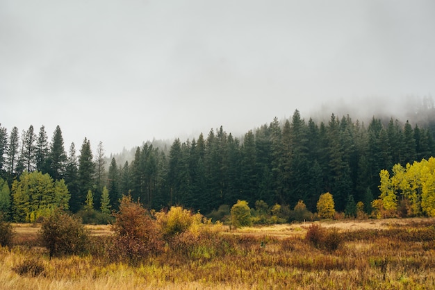 Autumn forest in the fog