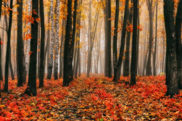 Autumn forest in fog