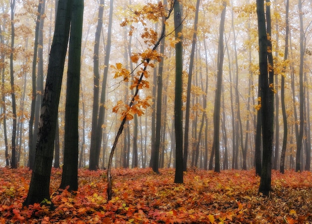 霧の秋の森
