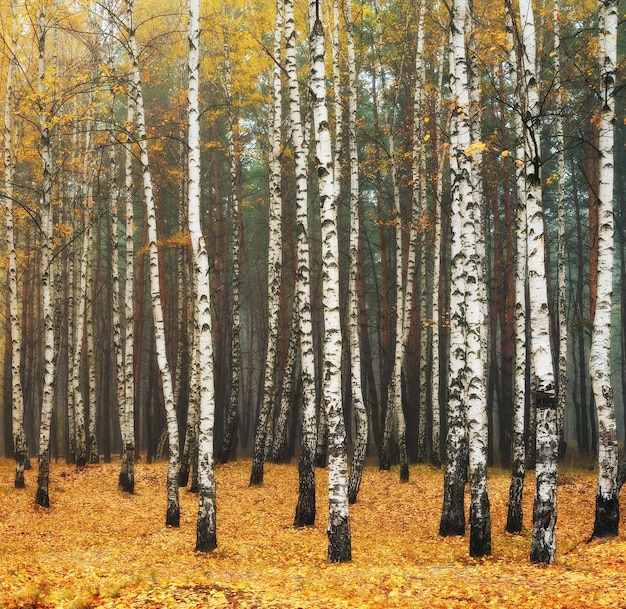 Autumn forest in fog