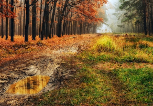 Autumn forest in fog