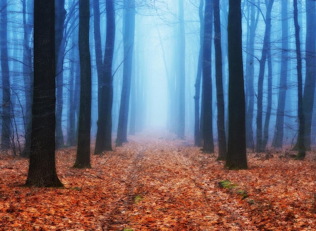 Autumn forest in fog