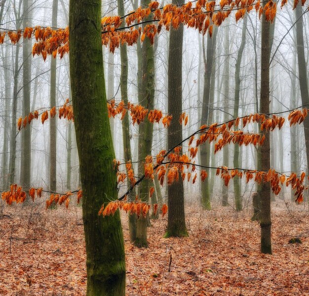 Autumn forest in fog