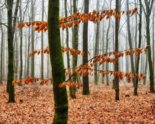 Autumn forest in fog