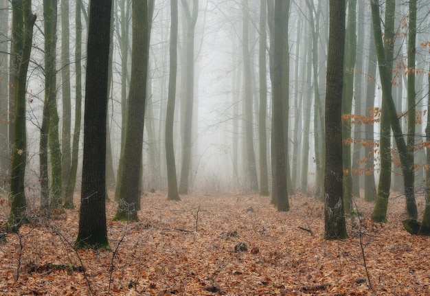 Autumn forest in fog