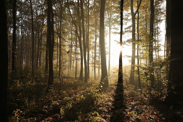 Autumn forest in foggy weather during sunrise