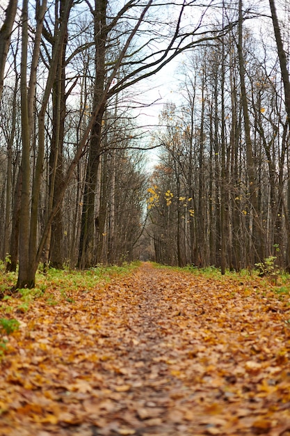 Autumn forest footpath with fallen leaves