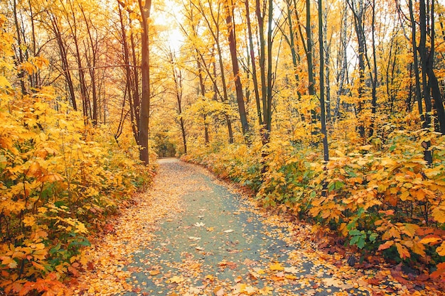 Autumn forest and a footpath