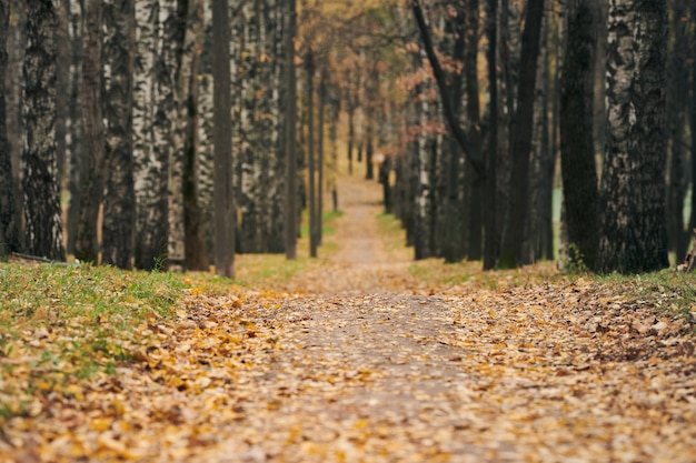 Autumn forest footpath