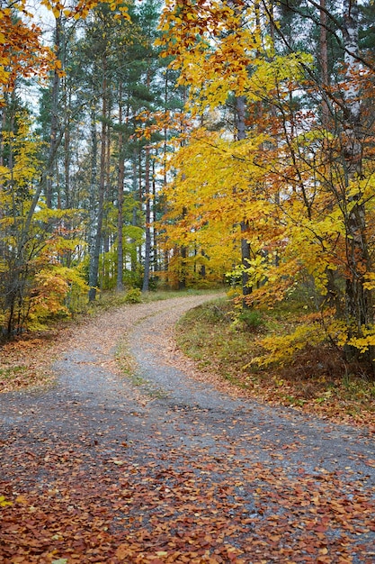 秋の森夕暮れ時の田舎道のある森木々のあるカラフルな風景田舎道オレンジの葉と青い空旅行秋の背景魔法の森