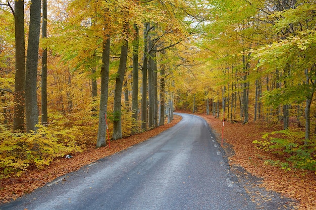 Autumn forest forest with country road at sunset colorful
landscape with trees rural road orange leaves and blue sky travel
autumn background magic forest