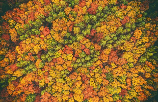 Autumn forest from above