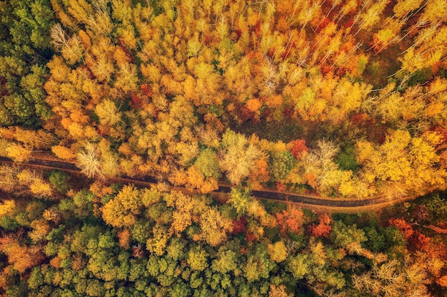 Autumn forest from above