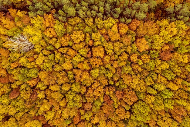 Autumn forest from above