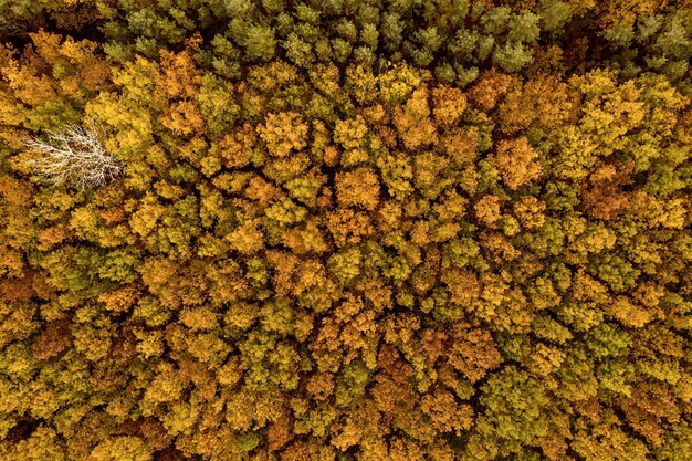 Autumn forest from above