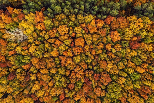 Autumn forest from above