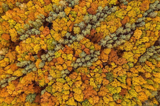 Autumn forest from above