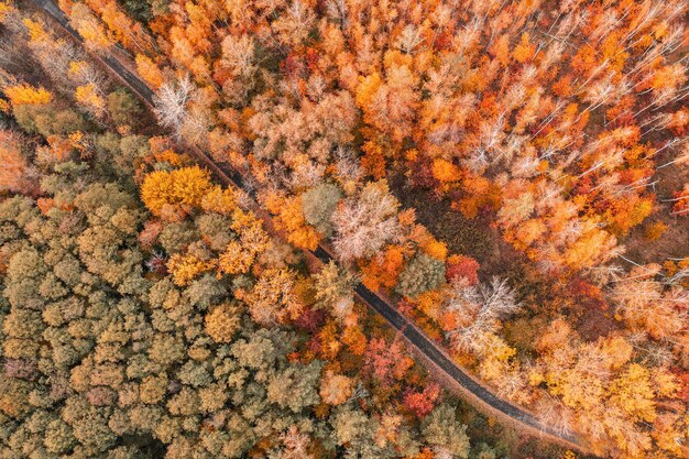 Foto bosco autunnale dall'alto