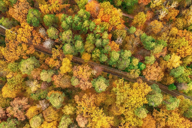 Autumn forest from above