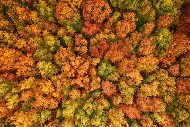 Autumn forest from above