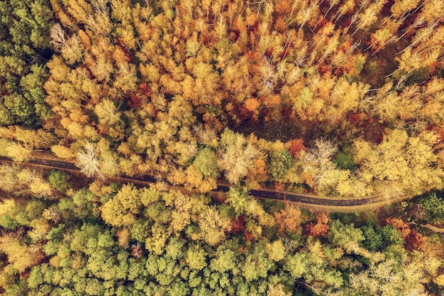 Bosco autunnale dall'alto