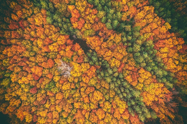 上から秋の森