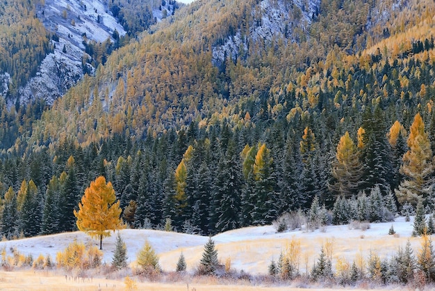 Autumn forest frost snow Altai landscape beautiful nature