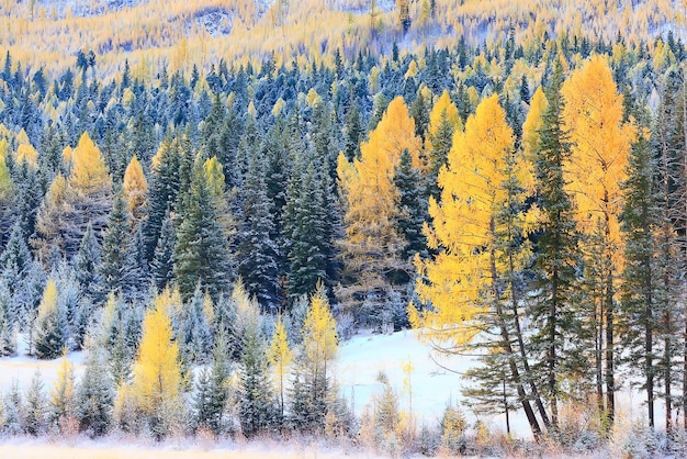 秋の森の霜雪アルタイ風景美しい自然