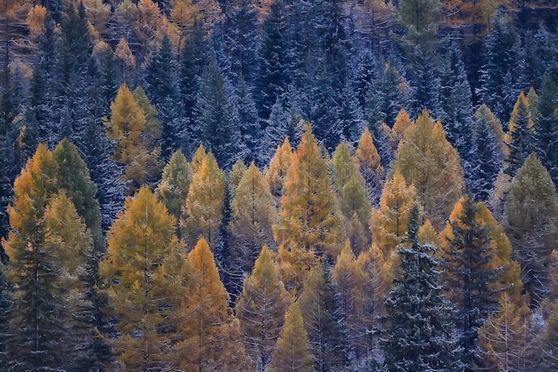 Autumn forest frost snow Altai landscape beautiful nature