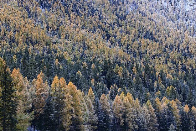 Autumn forest frost snow Altai landscape beautiful nature