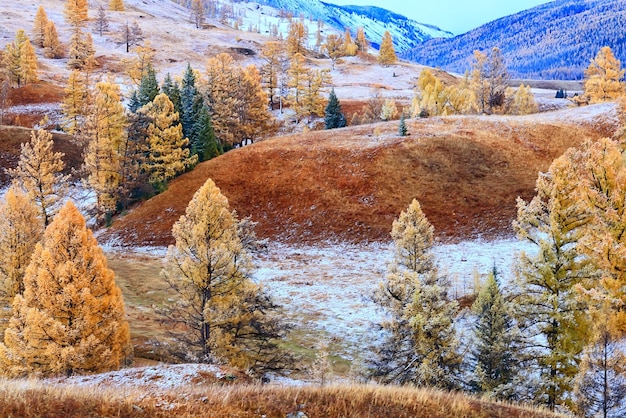 Autumn forest frost snow Altai landscape beautiful nature