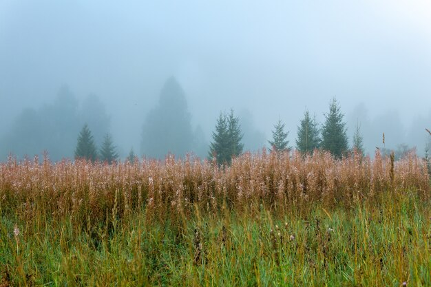 Autumn forest glade with faded fireweed in the morning fog