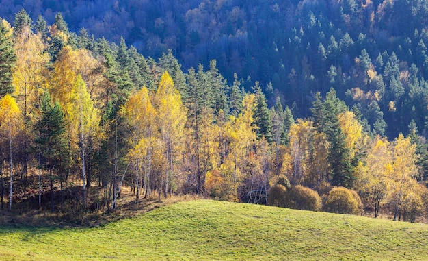 秋の森の緑の牧草地