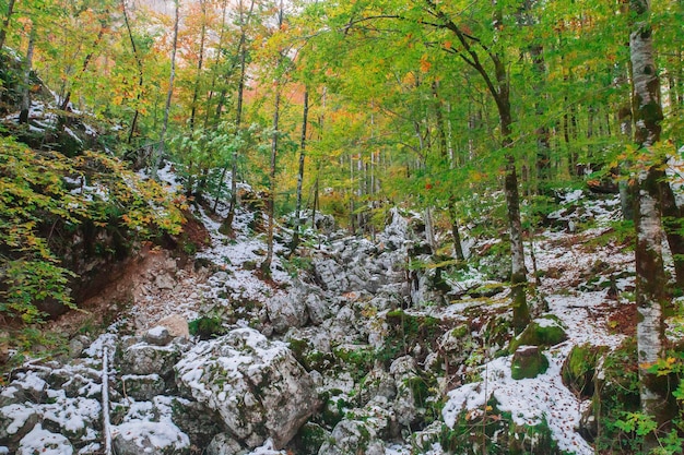 スロベニアの山の高い秋の森