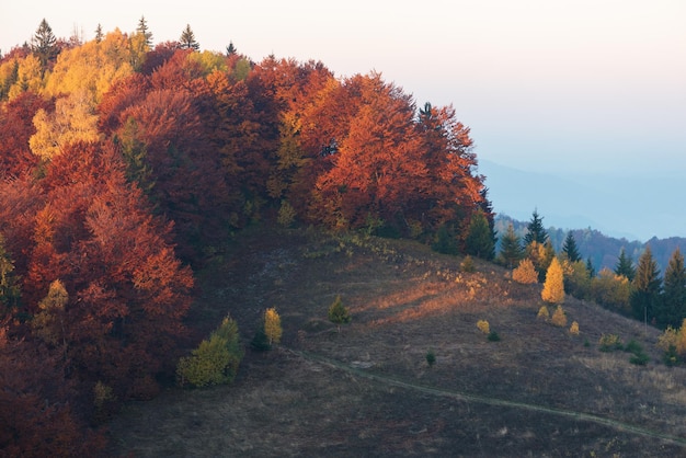 Autumn forest on the hill