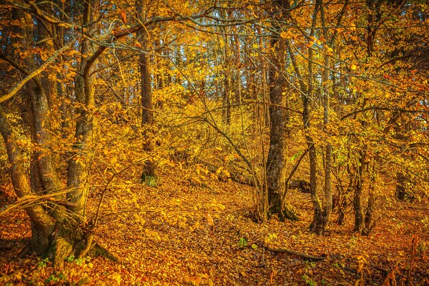 In autumn forest instagram stile