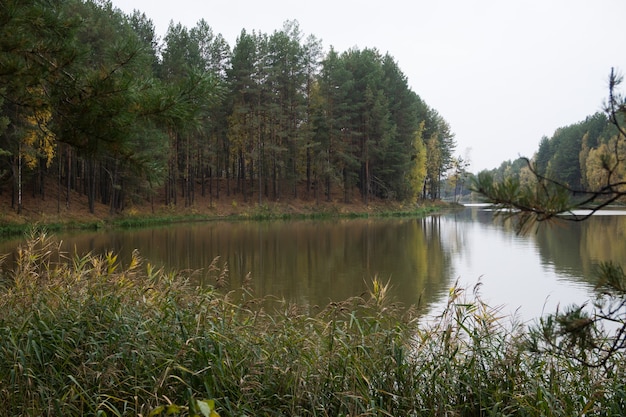Осенний лес на озере. Деревья отражаются в воде