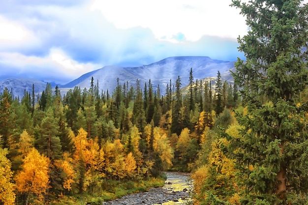 autumn forest landscape, abstract background October view in yellow trees, fall nature