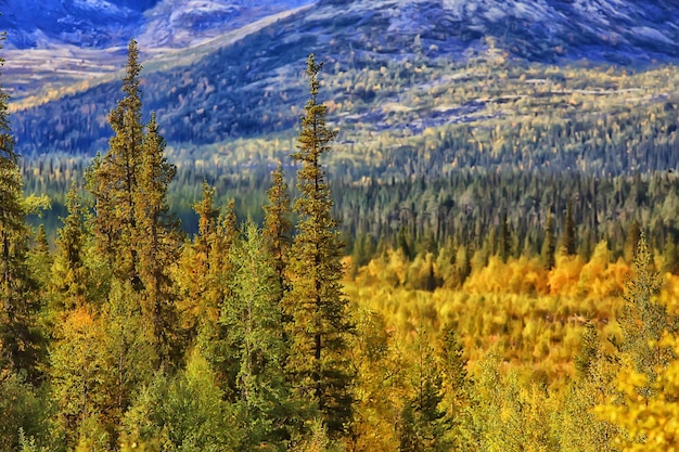 秋の森の風景、抽象的な背景黄色の木々の10月のビュー、秋の自然