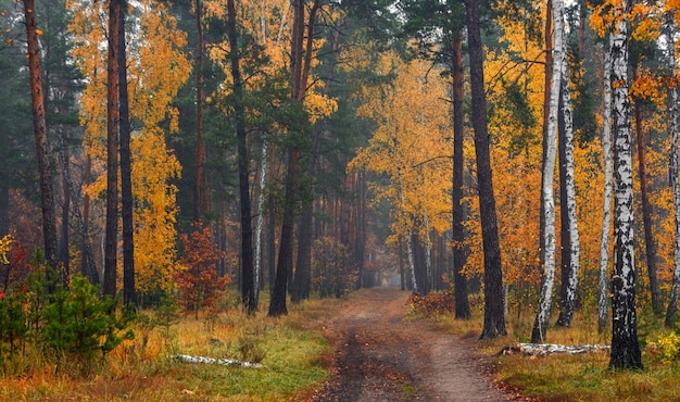 秋の森。風景。秋の色
