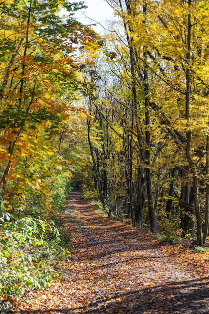 Autumn forest landscape on sunny bright day