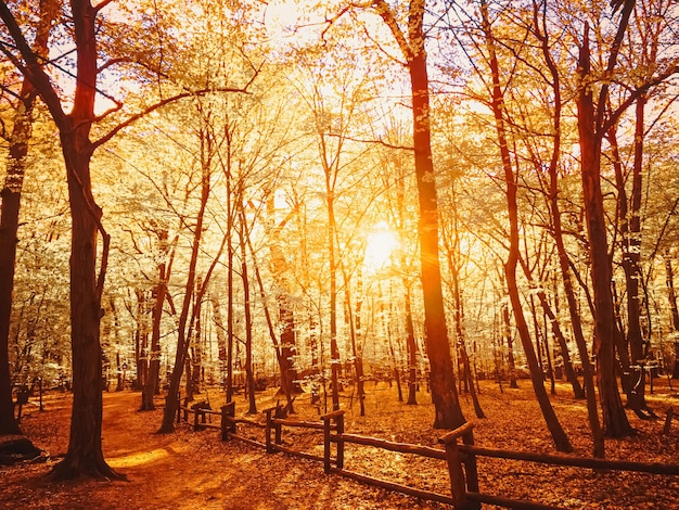 Autumn forest landscape at sunset or sunrise