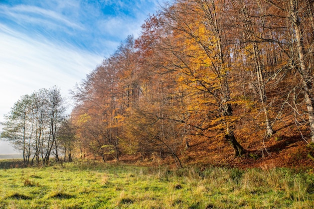 黄色の葉と木々と秋の森の風景