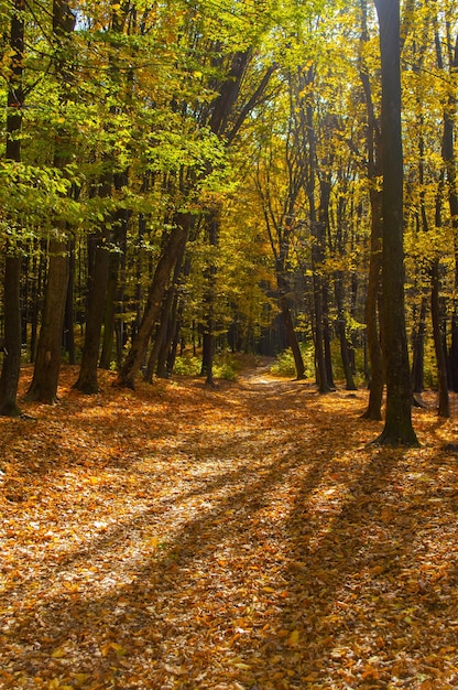 Autumn forest landscape with yellow foliage