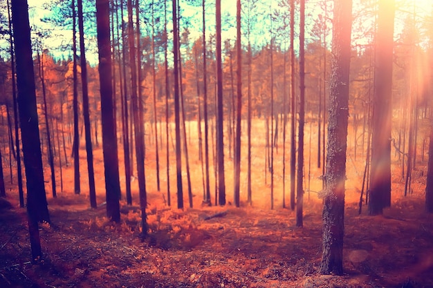 autumn forest landscape / yellow forest, trees and leaves October landscape in the park