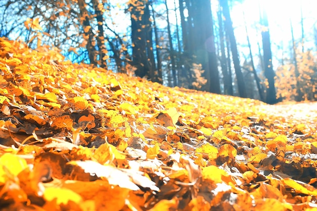 autumn forest landscape / yellow forest, trees and leaves October landscape in the park